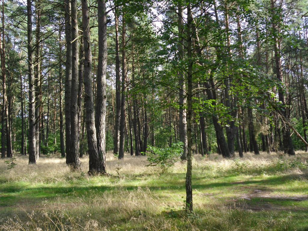 Kastavengrund - Ferienhaeuser Mit Kamin Lychen Exteriör bild